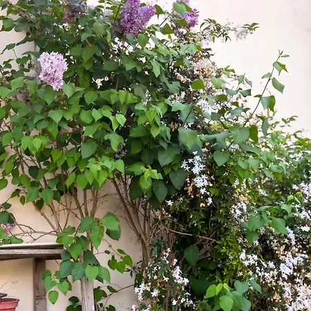 500 M² Jardin Villeneuve-Loubet