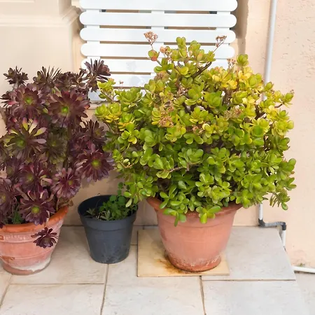 500 M² Jardin Villa Villeneuve-Loubet